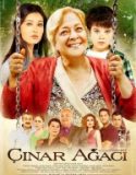 Çınar Ağacı