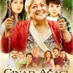 Çınar Ağacı