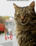 Kedi