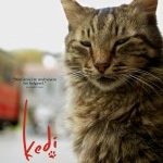 Kedi
