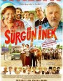 Sürgün İnek